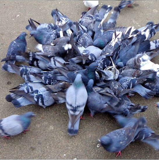 pigeons nuisibles